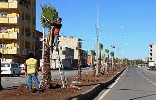 Akçakale’de yeşil alan seferberliği