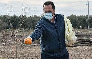 Akhisar’da Ata tohumu ’Karakılçık’ buğdayı...