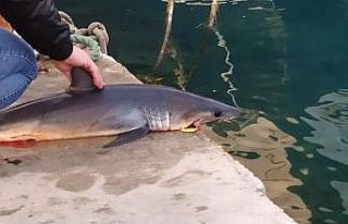 Akyaka sahilde ölü köpekbalığı bulundu