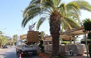 Alanya’da palmiye böceği için ilaçlama başladı