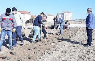 Altıntaş’ta 4 bin adet lavanta dikildi