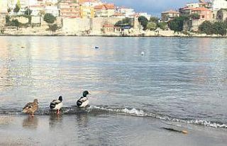 Amasra’nın ziyaretçileri ördek sürüleri