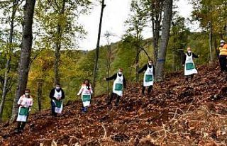 Amasya OBM verimsiz orman sahalarını ağaçlandırıyor