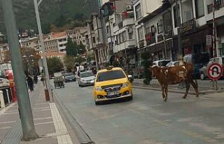 Amasya’da sahibinden kaçan boğa trafiği birbirine...