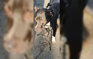 American Terrier cinsi köpeği gezdiren şahsa 9...