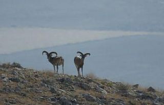 Anadolu Yaban Koyunun envanter çalışması yapıldı