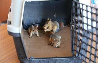 Anneleri olmayan 3 yavru sincap koruma altına alındı