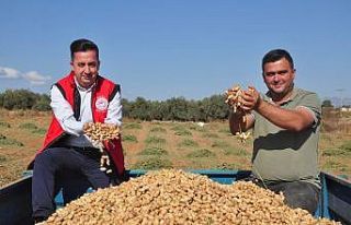 Antalya’da ’fıstık’ gibi işe rağbet artıyor