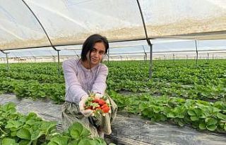 Antalya’da yılın ilk çilek hasadının heyecanı...