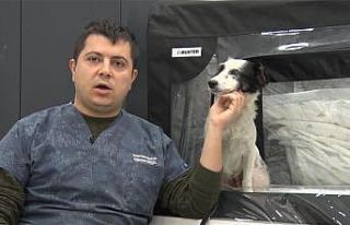 Araba altında ezilen köpeğin daha önce de vurulduğu...
