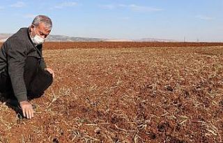 Araban ovasında makarnalık sert buğday ekimine...