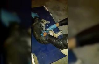Arabanın çarptığı köpeğe belediye sahip çıktı
