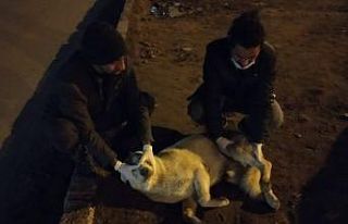 Aracın çarptığı köpek tedavi altına alındı