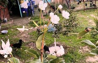 Armut ağacı kasımda çiçek açtı