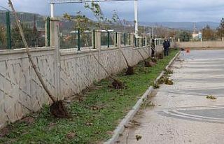 Aromatik bitkiler Karacabey’de yeni gelir kapısına...