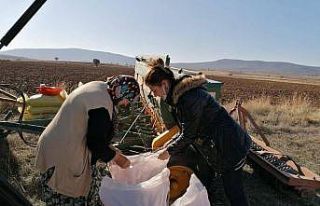 Aslanapa’da alternatif buğday çeşidi deneme ekimi