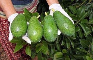 Avokado yağı için AR-GE çalışması
