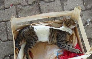Ayağı ve gövdesi alçıya alınmış kedi, pazarcı...