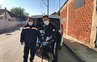 Aydın Polisi bu defa mağdur keçi için seferber...