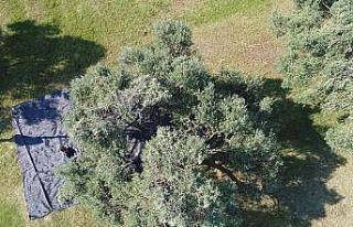 Aydın’da memecik türü zeytinlerde hasat sezonu...