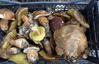 Ayı mantarı köylünün gelir kapısı oldu