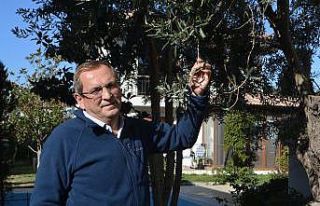 Ayvalık Zeytinyağı’nı taklit eden tağşişli...