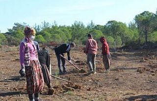 Ayvalık’ta yanan ormanlık alana ilk fidanlar dikildi