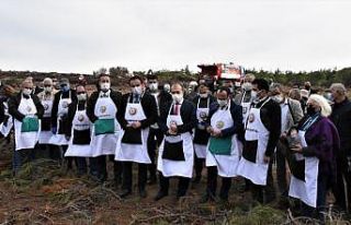 Ayvalık’ta yanan ormanlık alanlar ağaçlandırılıyor