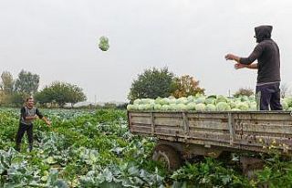 Azerbaycan’da savaşa rağmen hasat devam ediyor