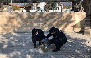 Bacağı kırılan yaralı köpeğe jandarma yardım...