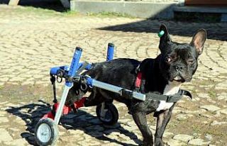 Bacakları felç olan köpek yürüteçle hayata tutundu