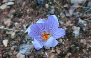 Baharın müjdecisi çiğdem çiçekleri doğayı...