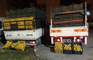 Bahçeden 10 ton portakal çaldılar