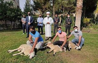 Bakan Soylu ve ailesi için Şanlıurfa’da 3 koyun...