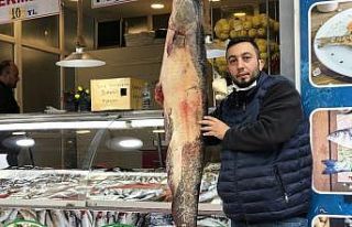 Balıkçıların ağına takılan insan boyunda balık...