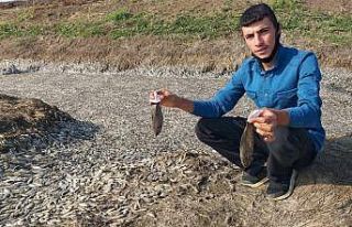 Baraj suyu çekildi, binlerce balık telef oldu
