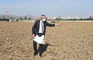 Başkan Bozdoğan, ata tohumu kunduru buğdayını...