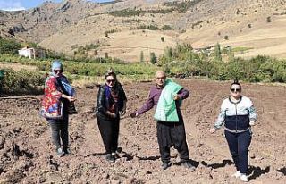 Başkan şalvarını giyip belediye arazisine karakılçık...