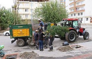 Batman’da kaldırımlar ağaçlandırılıyor