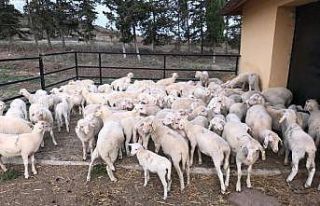 BAÜN, Veteriner Fakültesiyle Bölge Hayvancılığına...