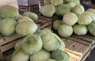Bayburt’ta kışın habercisi “Lahana” tezgahlarda...