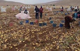 Bayburt’ta patates hasadına başlandı