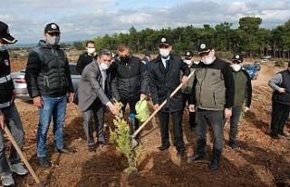 Bayramiç’te 10 bin fidan toprakla buluştu