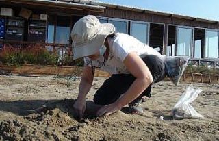 Belek ve Patara’da kum zambağını popülasyonu...