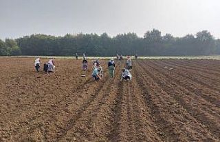 Biberiye fideleri toprakla buluşmaya devam ediyor