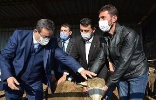 Biga’da sürü sahiplerine 15 adet koç dağıtıldı