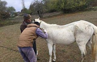 Bilecik’te atların ruam testleri yapılarak, mikroçipleri...