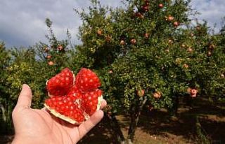 Bilecik’te yılda 6 bin ton üretilen ’Deve Dişi...