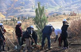 Bitlis’te fidan dikimi