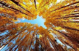 Bitlis’te sonbahar güzelliği